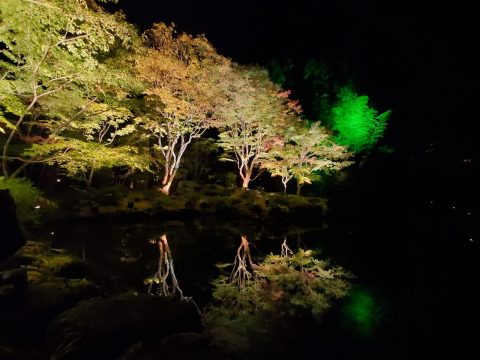 宮城　松島　円通院　紅葉　ライトアップ　日本庭園 (2)